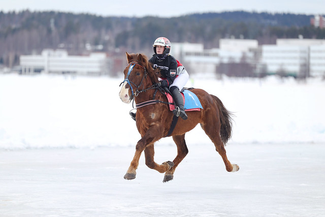 Suomenhevosliitto ry