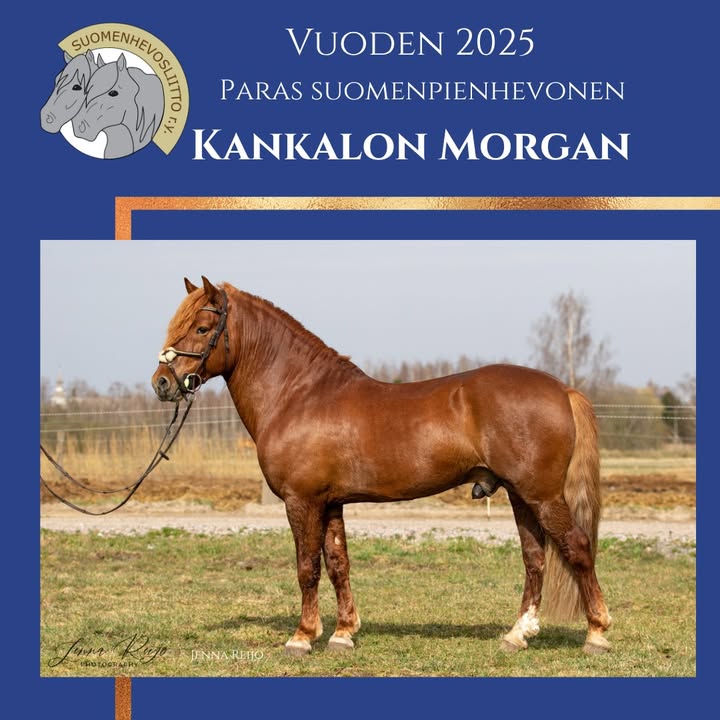 Suomenhevosliitto ry