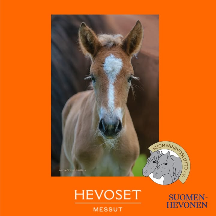 Suomenhevosliitto ry