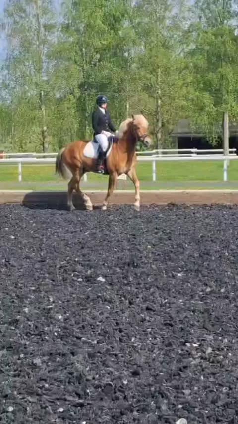 Suomenhevosliitto ry