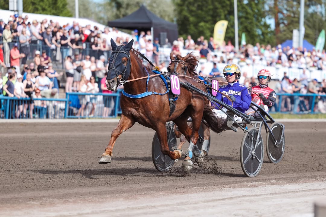 Suomenhevosliitto ry