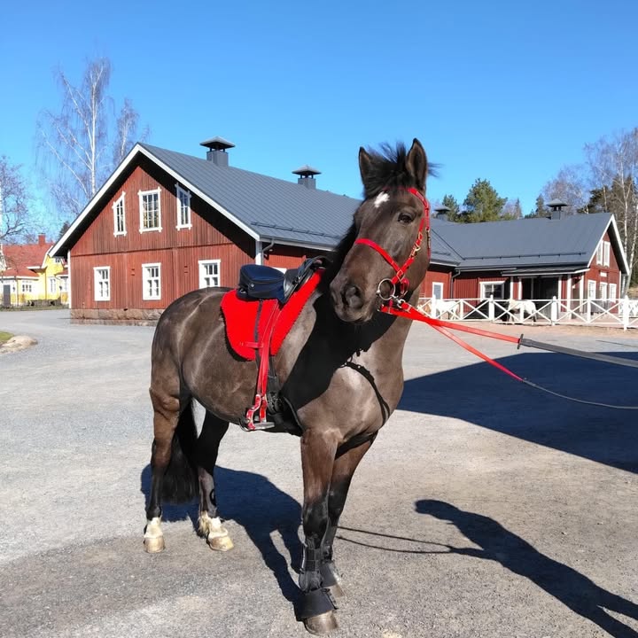 Suomenhevosliitto ry