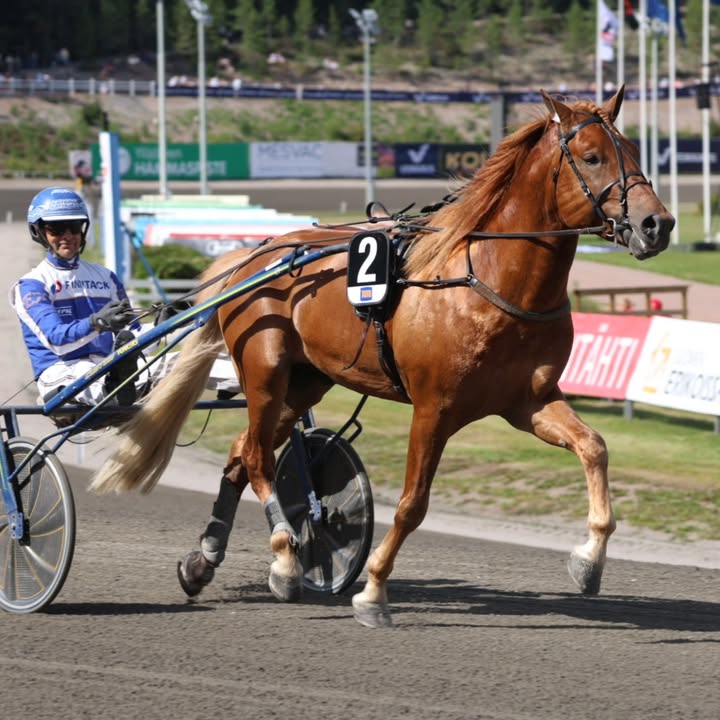 Suomenhevosliitto ry