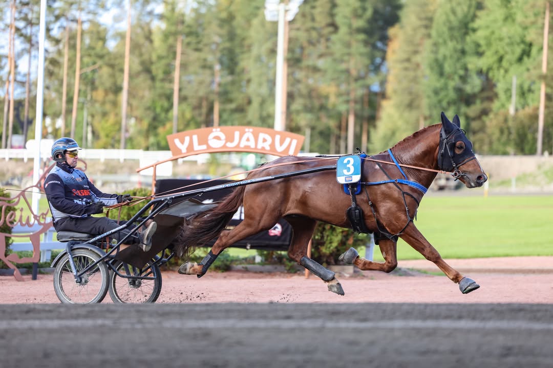Suomenhevosliitto ry
